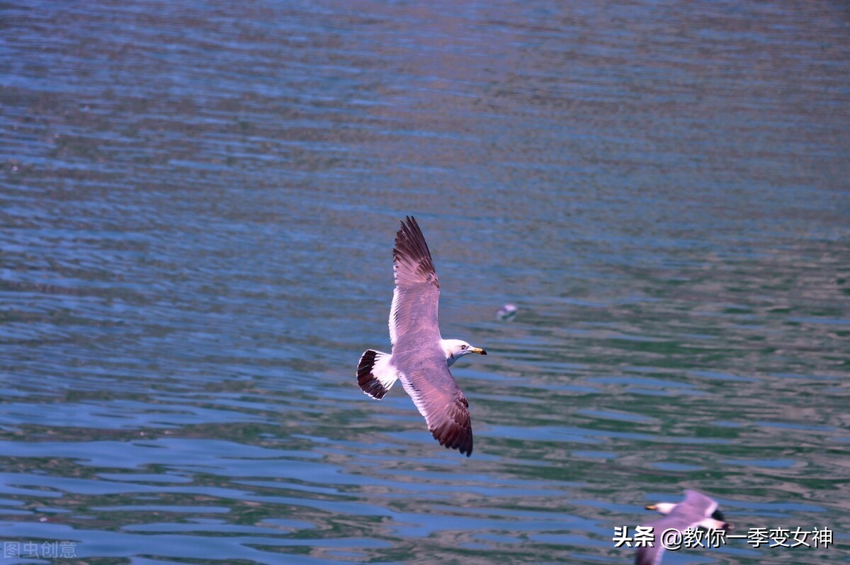飞鸟尽良弓藏狡兔死走狗烹朱元璋,狡兔死走狗烹敌国破谋臣亡的意思