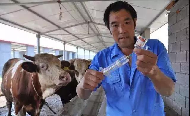 养牛人技术大全,自学养牛兽医知识