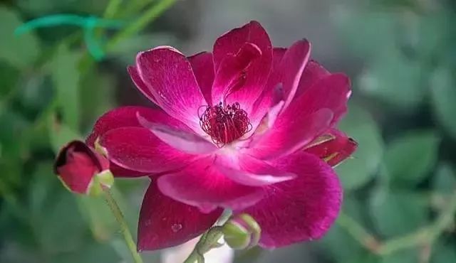 一万年一次的2020520;一起认识100种玫瑰~别送错啊