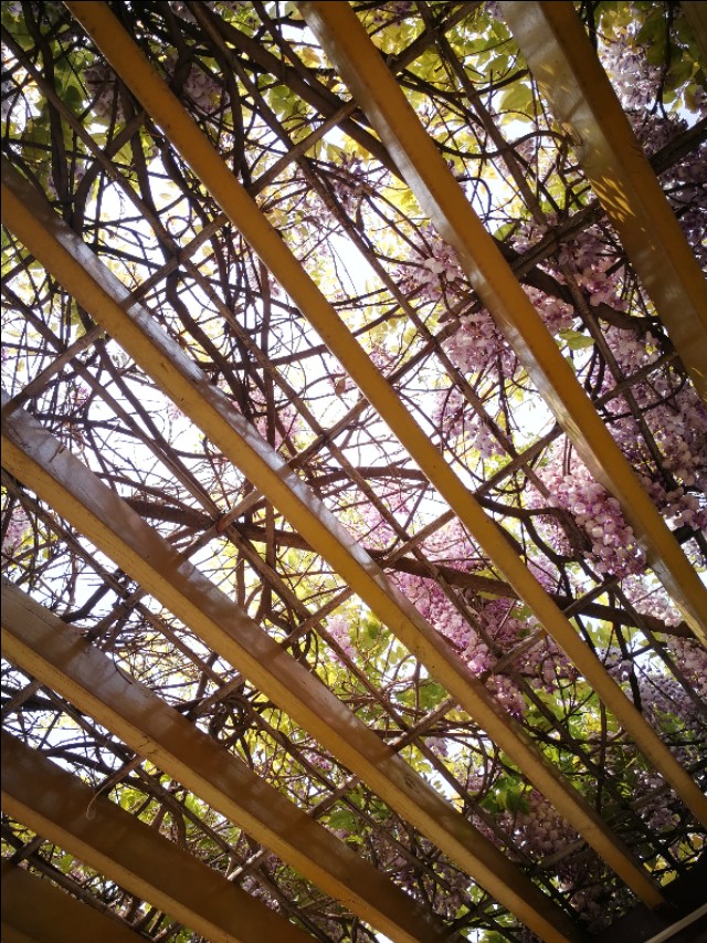 半夜鸡叫的化解方法,半夜公鸡叫怎么办