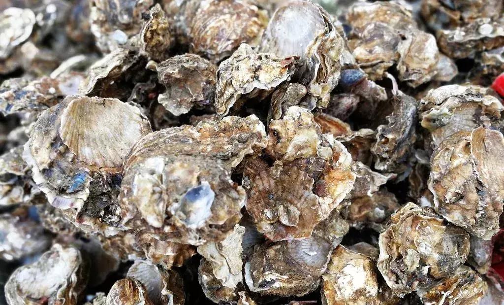 威海海鲜海肠,威海的海鲜有哪些品种