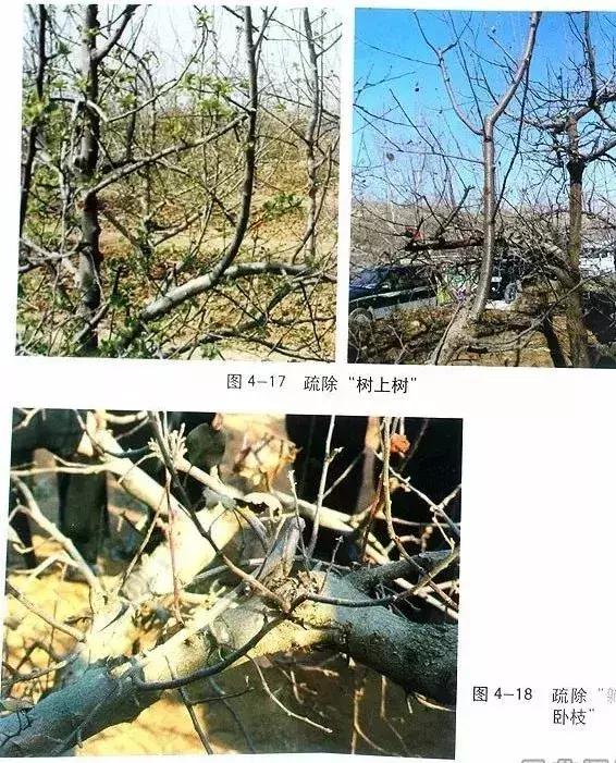 5年红富士苹果树冬季修剪技术,苹果树的冬季修剪技术视频