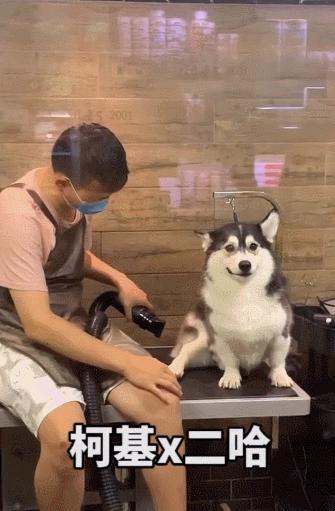 让狗子远离柯基,让你家狗离柯基远点