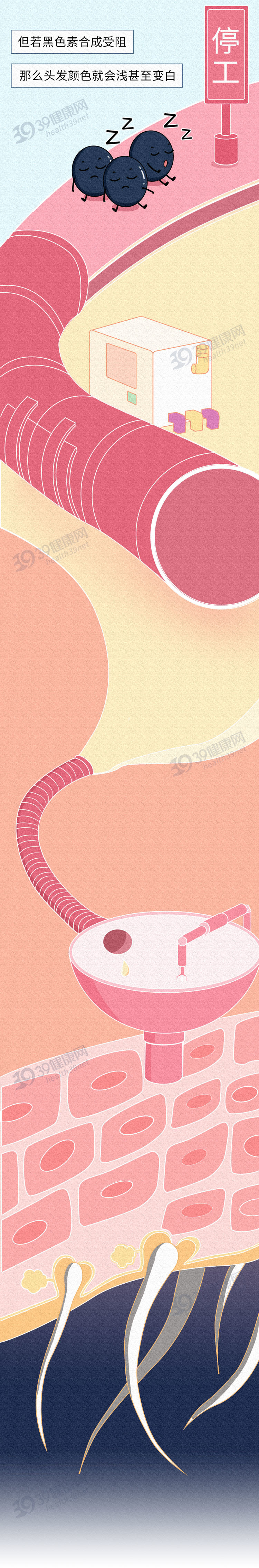 白发真的能从发根长出黑发吗,白发怎么治疗才能变黑小偏方