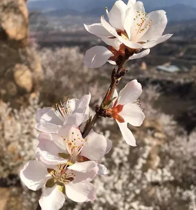 最适合赏花的花,视觉盛宴五种赏花名花供您选择