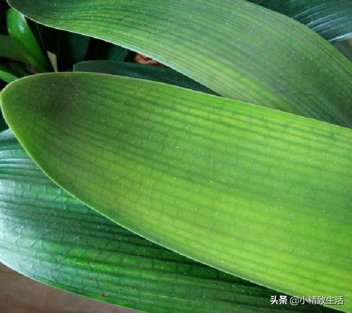 君子兰叶片起梗是什么原因,君子兰叶不绿怎么办