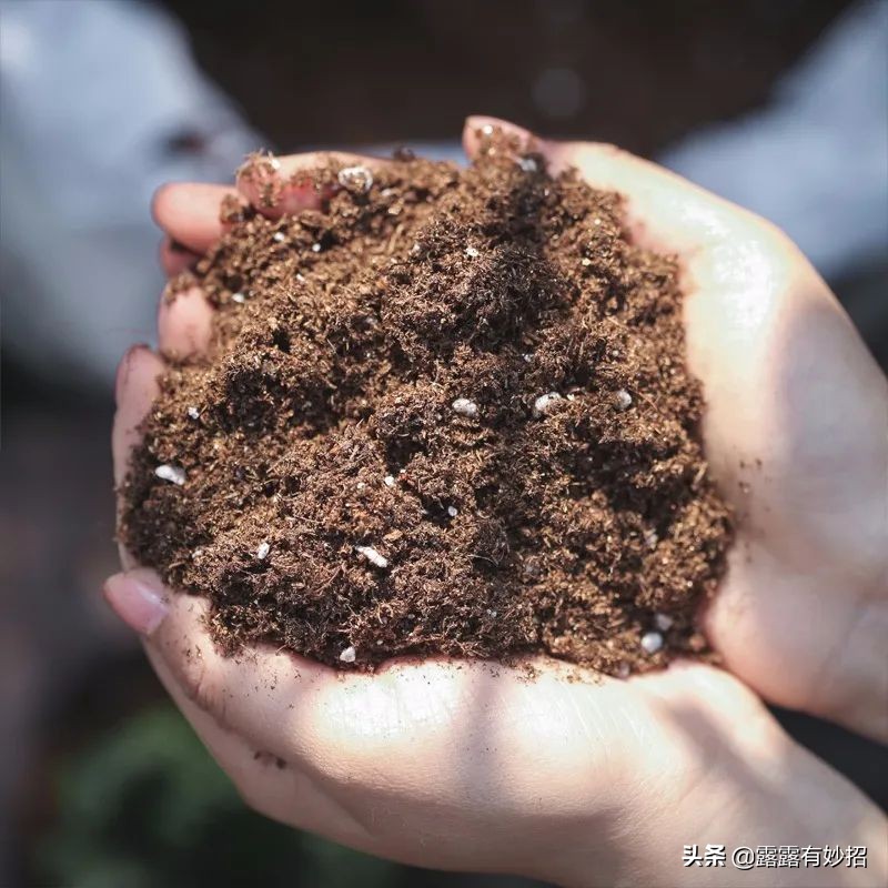 养花给根消毒,养花只用塑料袋