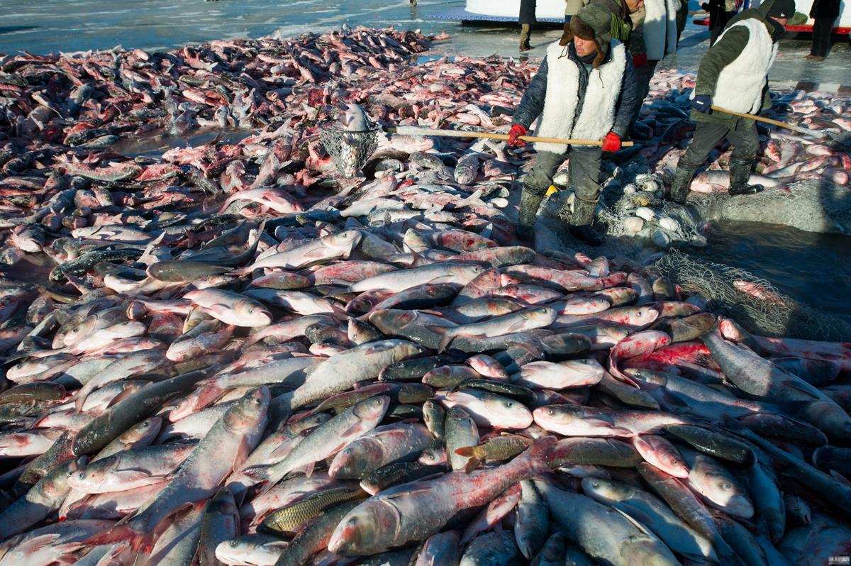 查干湖一网多少万斤鱼,一网捞出来七万斤鱼冬捕