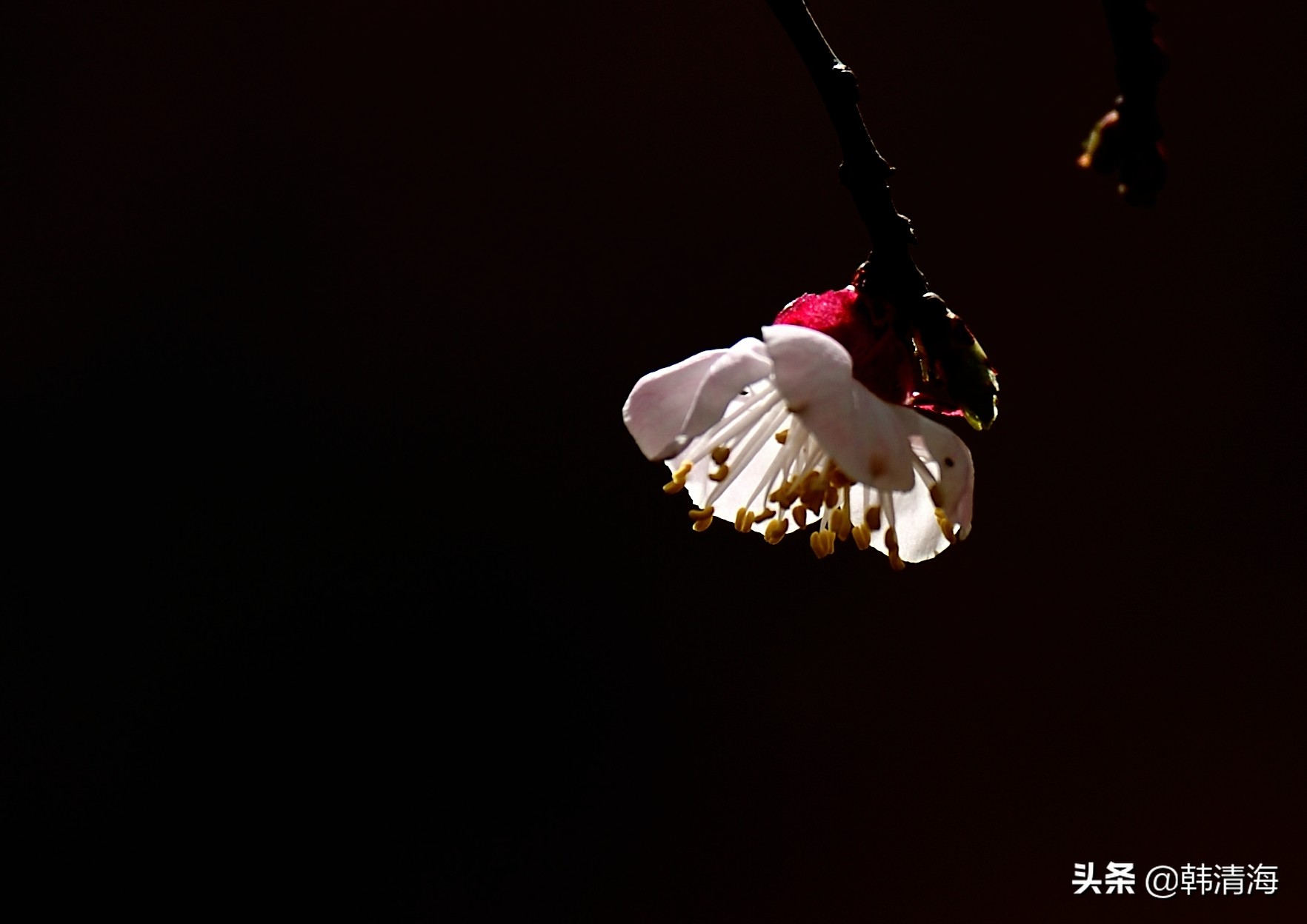 天津市南开区水畔花园新房,天津杏花什么时候开花