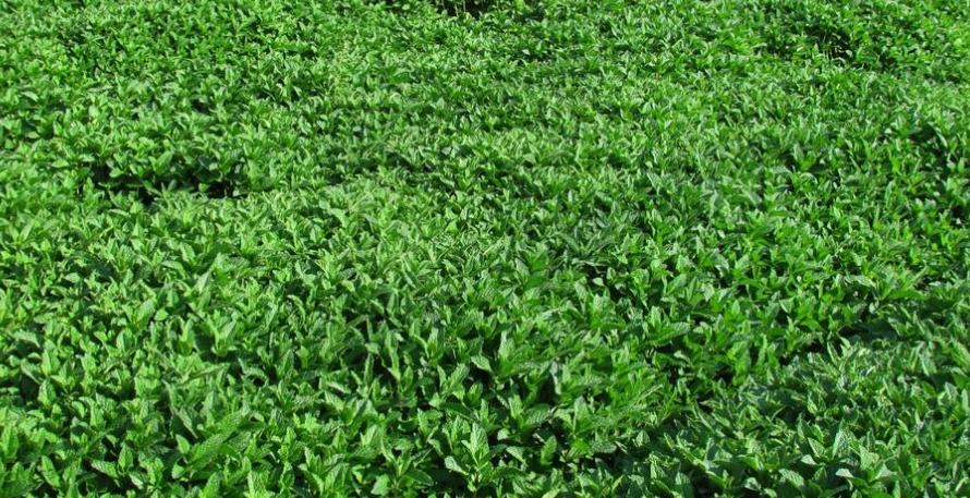 薄荷种植用什么肥料好,薄荷种植多久才可以施肥