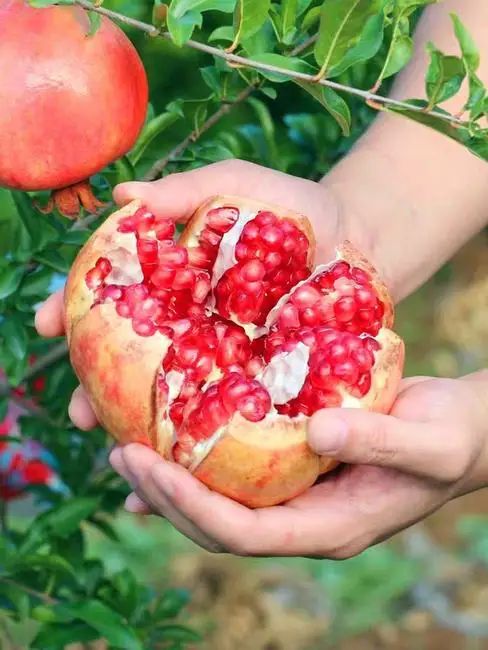 不用吐籽的石榴视频,不用吐籽的特大石榴