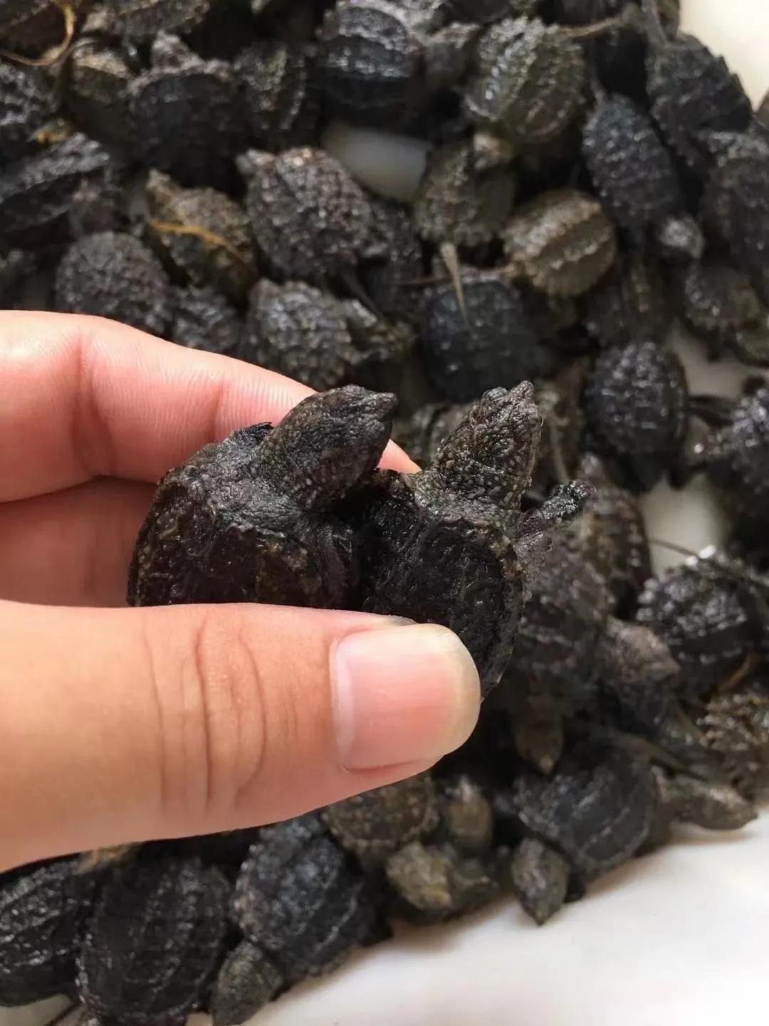 新手养龟哪种乌龟最好养,新手养龟的十大注意事项