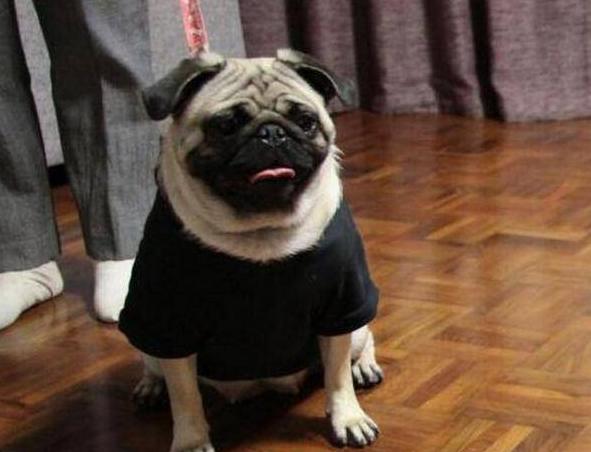 巴哥犬有眼屎正常吗怎么治,巴哥犬眼屎多怎么办用什么药