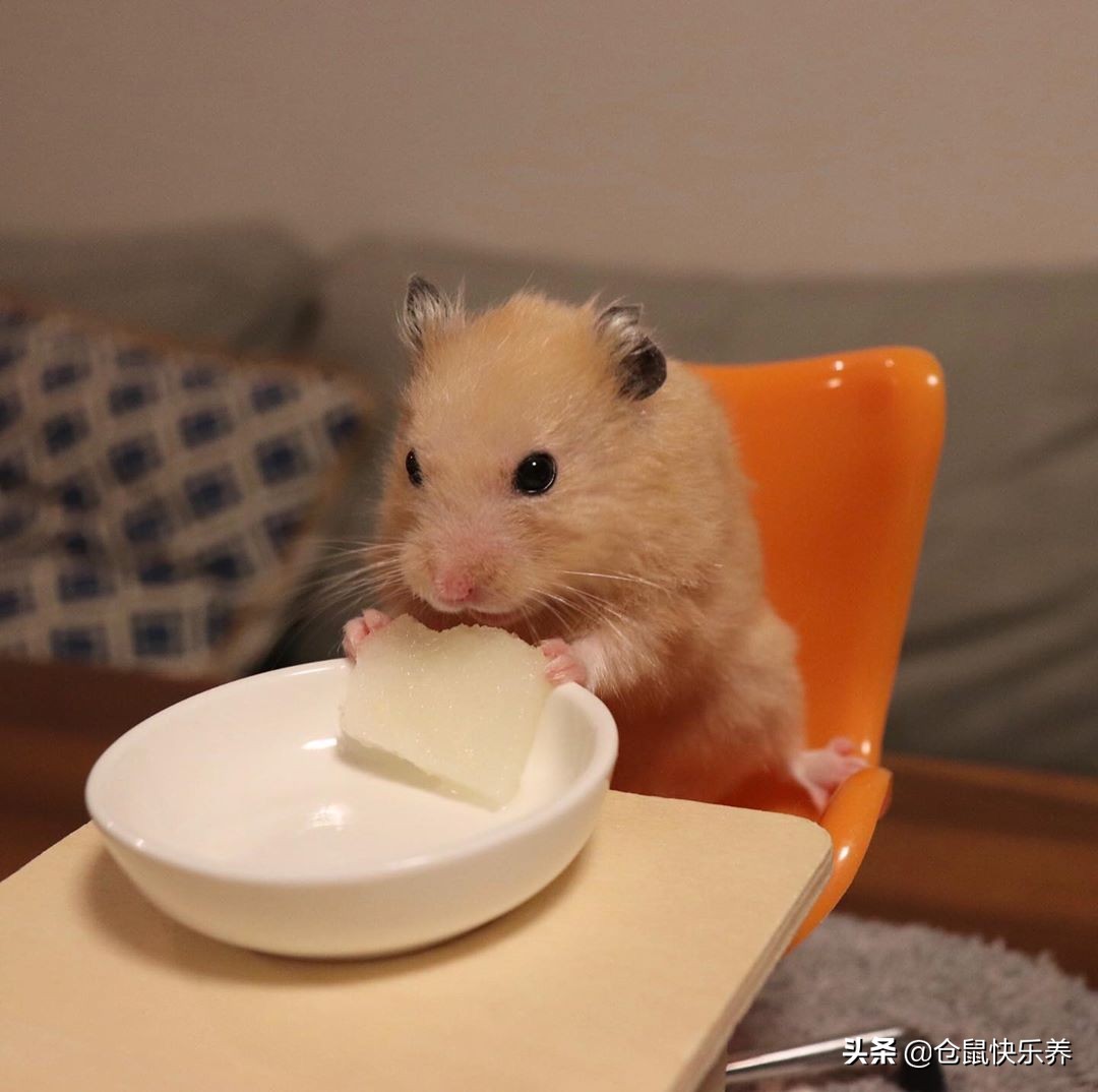 快一年的仓鼠突然很瘦但是爱运动,仓鼠幼鼠不爱运动