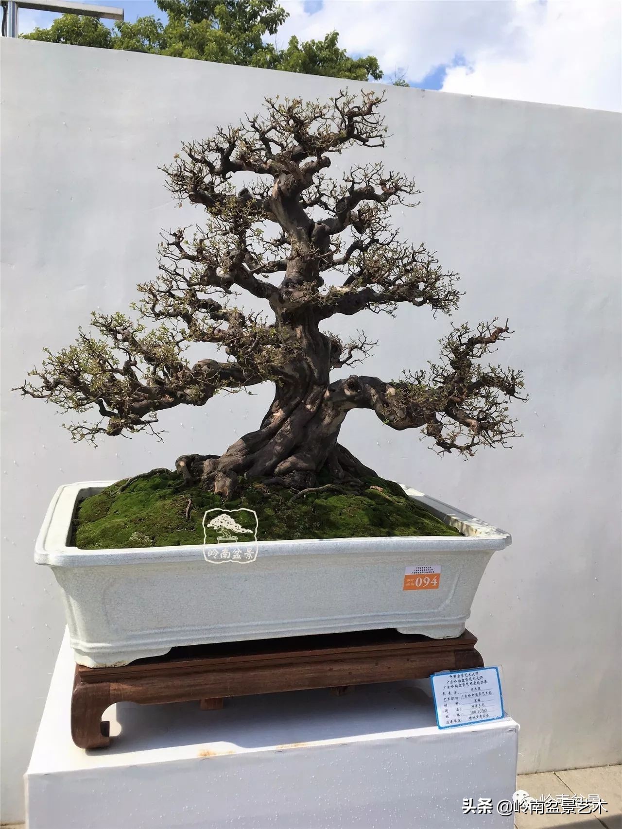 精品雀梅盆景名称,值得收藏的盆景作品欣赏