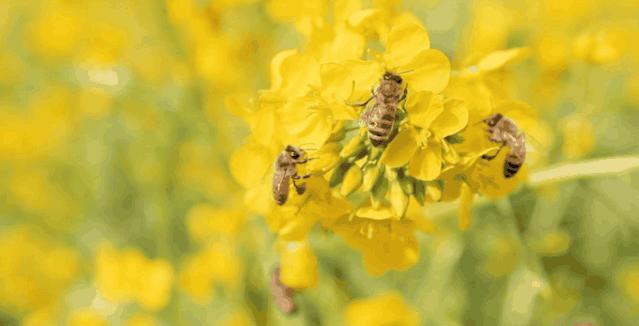 天台山赏油菜花,日照天台山旅游赏花