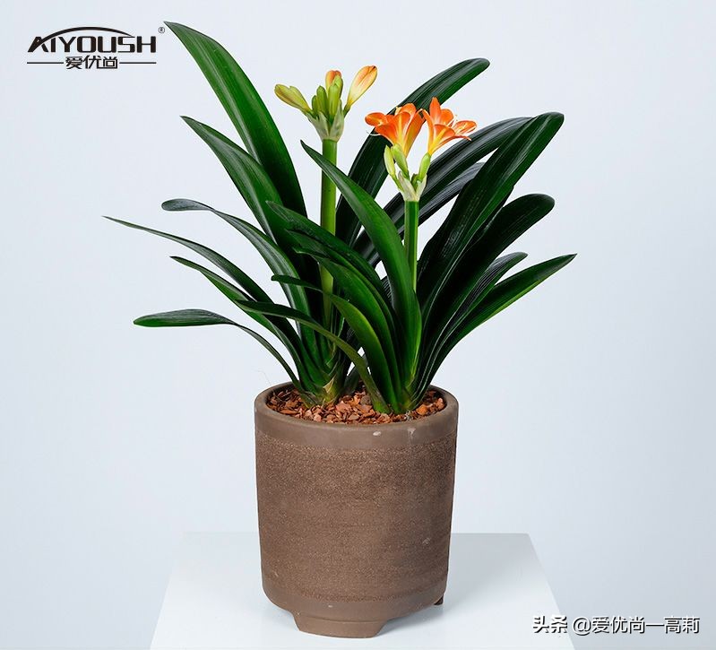 完美搭配，背阴阳台咱们也可以打造一个花园！