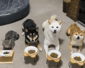 女子买了一只猫咪,和3只狗狗放在一起养,竟发现它逐渐狗化了