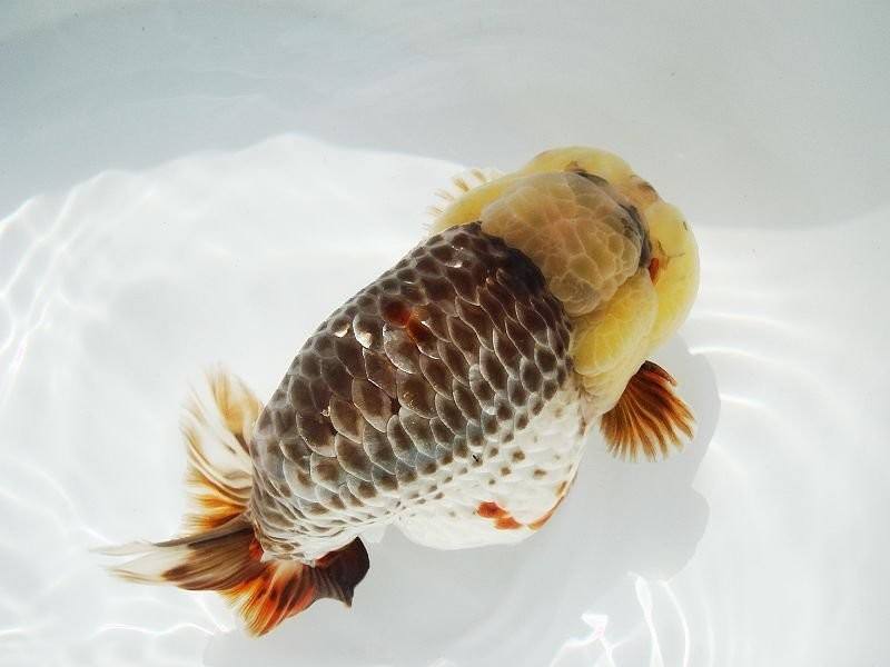 金鱼的起源与演化史,金鱼是怎么演化而来的