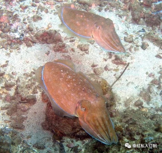 世界最美的潜水胜地,世界前十的深潜胜地