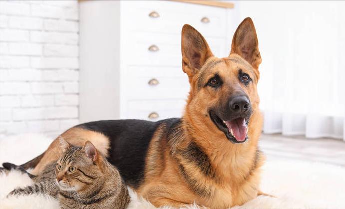 德牧狗拉稀用什么药最快,德牧幼犬拉稀是什么原因