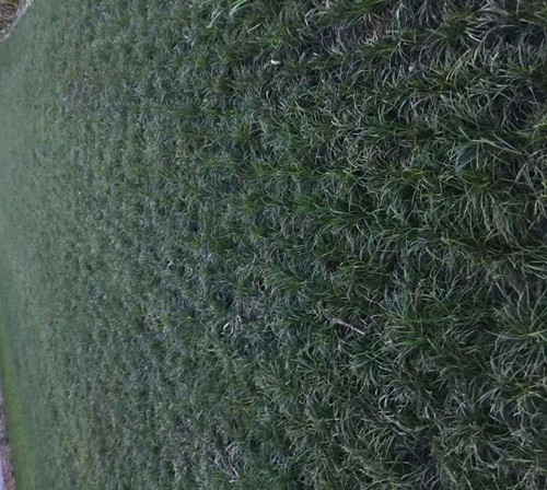 暖季型草坪有哪些,暖季型的草有哪些