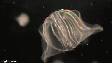 淡海栉水母,淡海栉水母资料