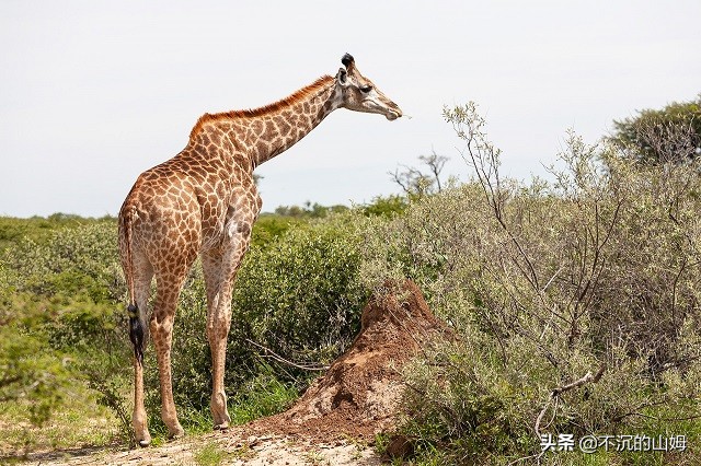 有很多国家都有中国的熊猫英文,哪些国家有中国的熊猫