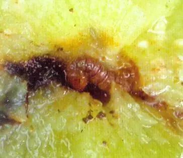 樱桃防治虫害的方法,樱桃虫害防治绝招