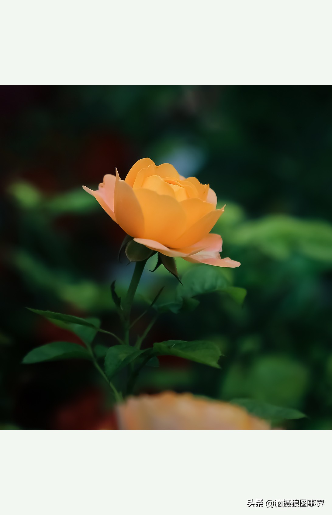 超清玫瑰花唯美图片,高清浪漫玫瑰花照片