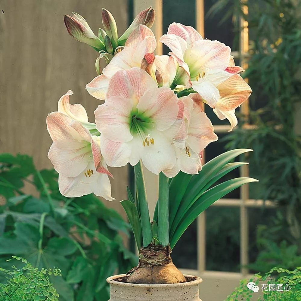 朱顶红为什么老是烂球,怎么才能让朱顶红不生小球