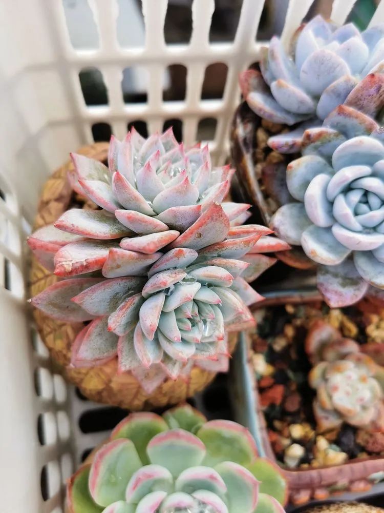 我和多肉,我与多肉