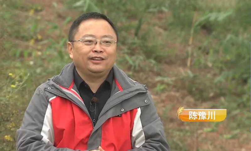 山东小伙靠养鹌鹑致富,农村大哥返乡创业养500只鸡