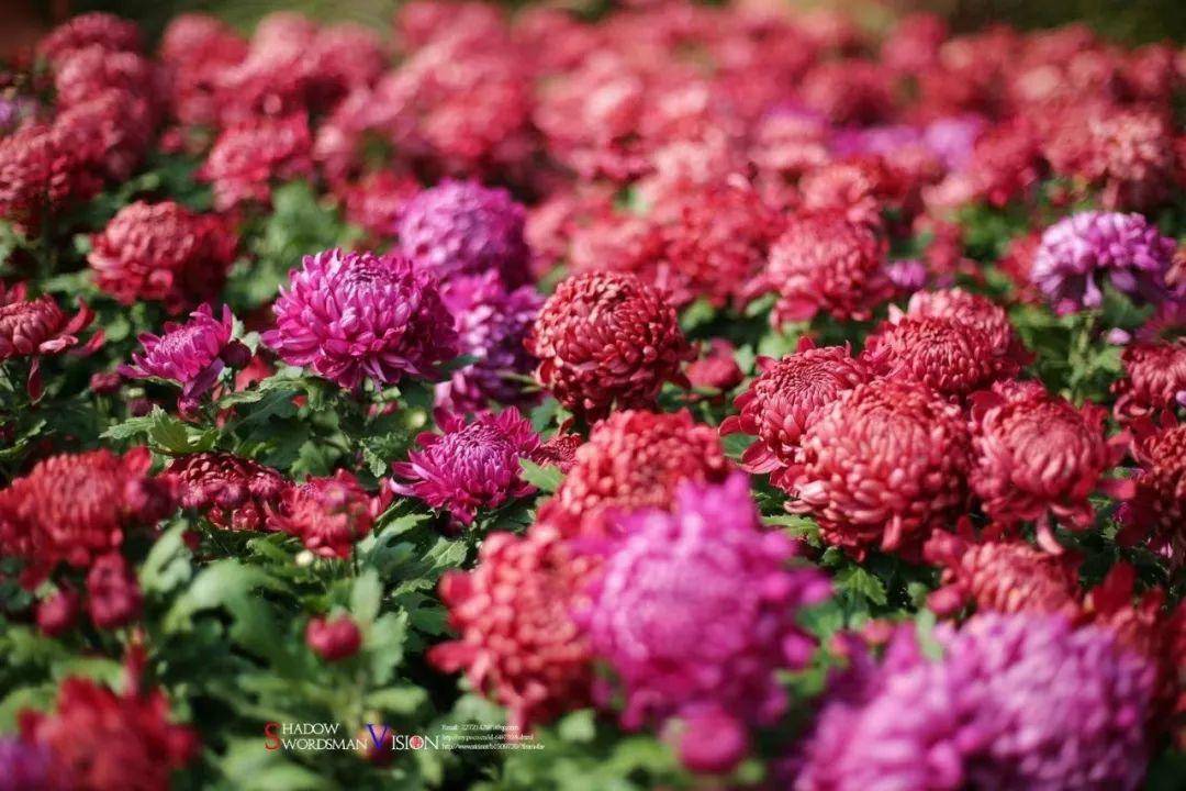 初春南京一日游攻略导图,南京秋景一日游的攻略