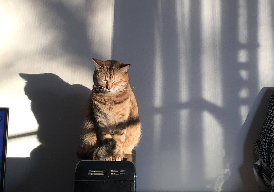 怎么培养猫咪玩游戏,猫咪如何玩儿游戏