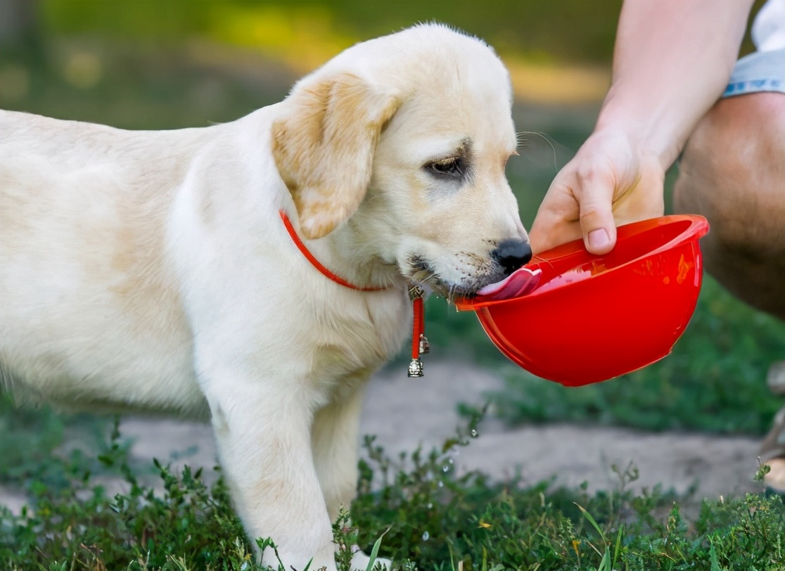 小狗带回来要注意些什么,小狗刚抱回注意事项