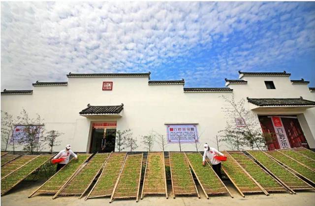全国十大名茶旅游地,中国十大茶旅