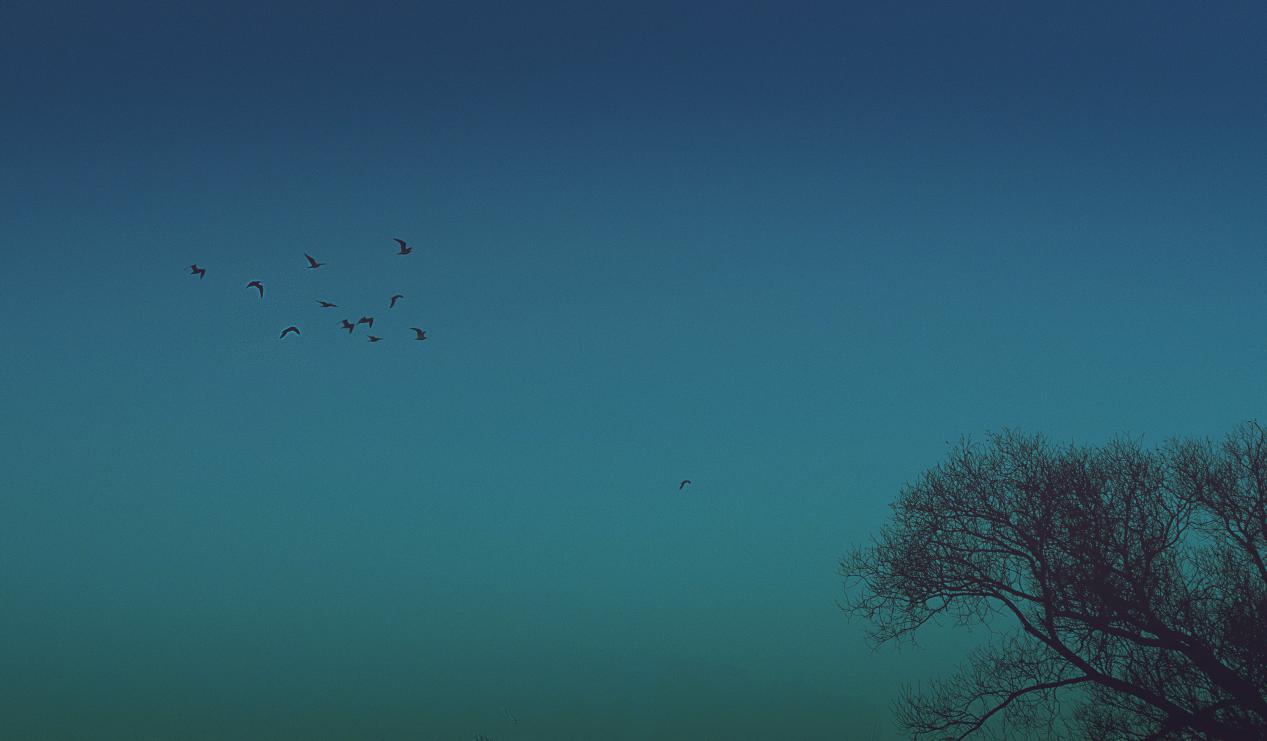 佳能primasuper120胶片相机,佳能胶片单反相机哪款好一点