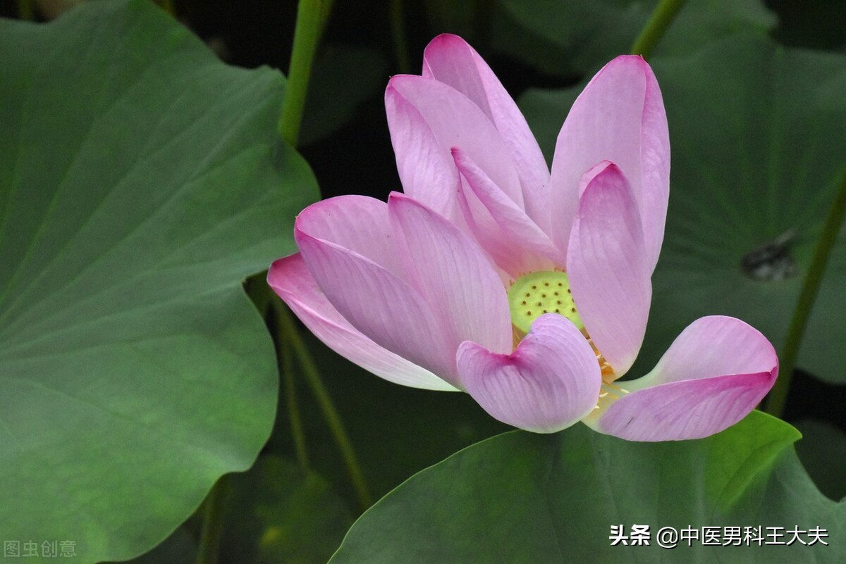 精索静脉曲张是肝肾两虚导致吗,精索静脉曲张对肾有什么坏处