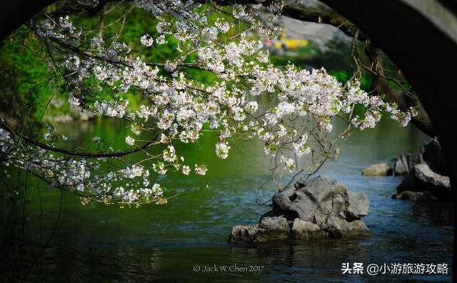 国内赏樱胜地大全,全国赏樱地图出炉共赴浪漫樱花约