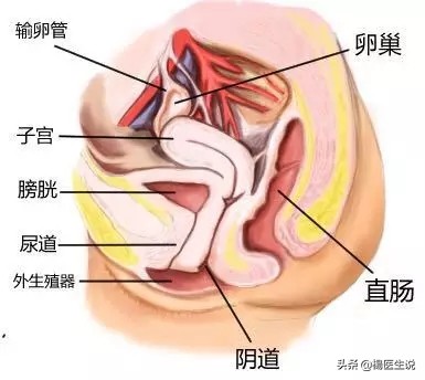 尿道炎为什么小便刺痛,小便刺痛一定是尿道炎吗