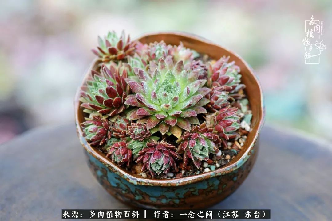 对多肉植物的爱心寄语,赏兰花感言