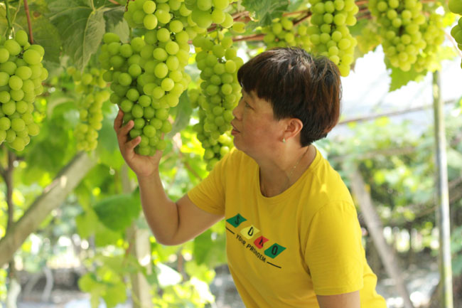 吴培先:重庆水果种植“一姐”的变与不变