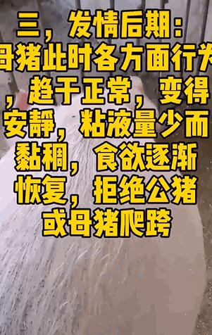 给母猪保健用什么中药最好,给母猪做产后护理