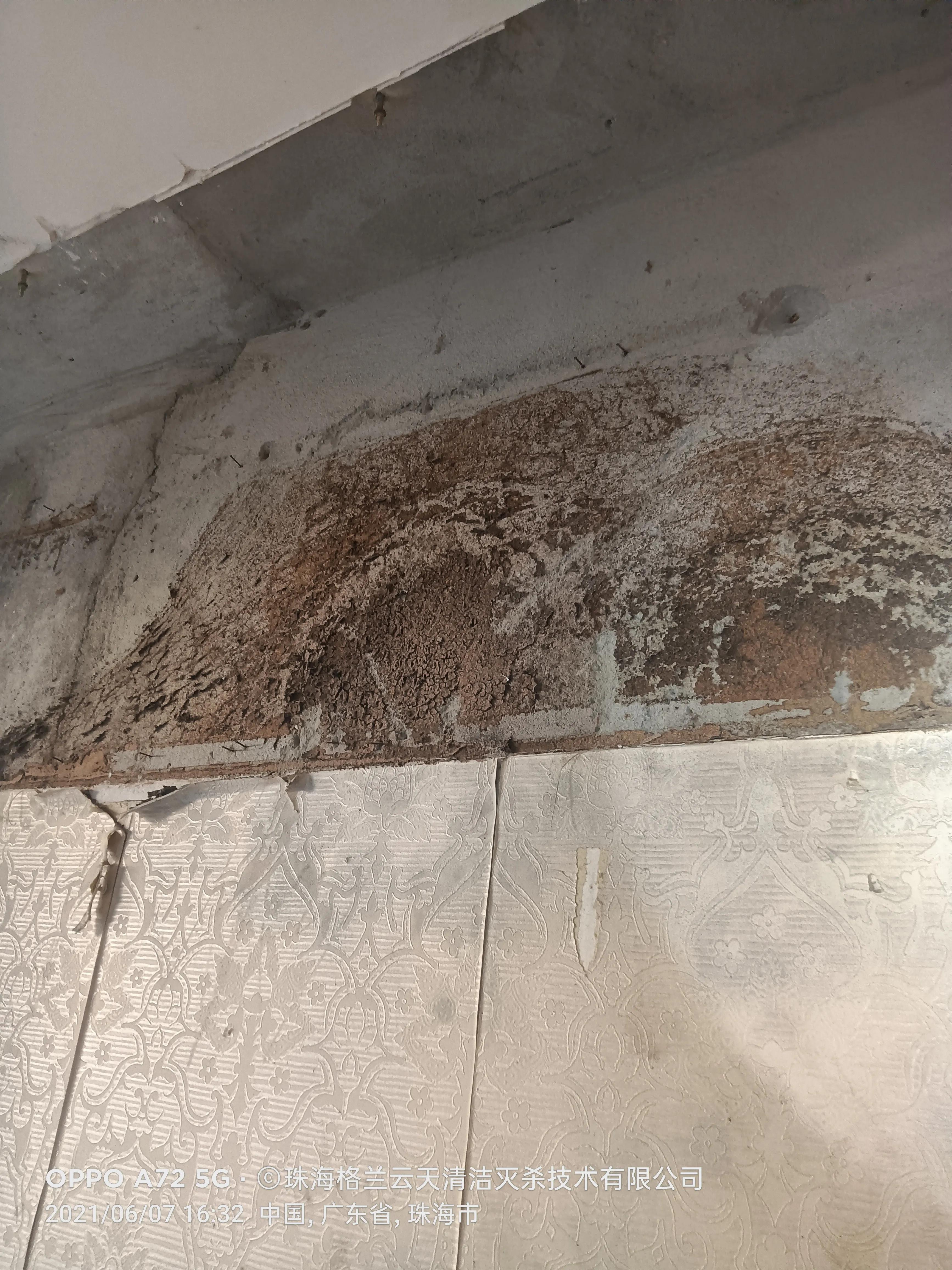 珠海白蚁防治公司现场灭杀白蚁,珠海白蚁防治