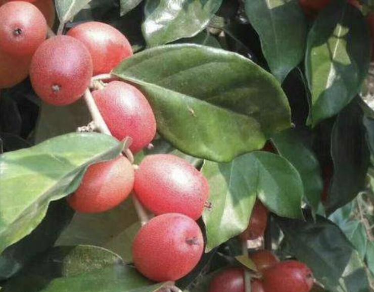 别看1种果子像“枣子”，殊不知珍贵，农地里要是有，要珍惜