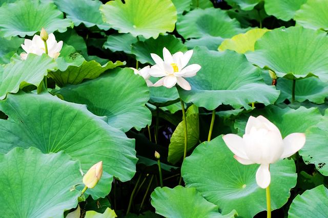 盛夏来一场赏荷盛宴