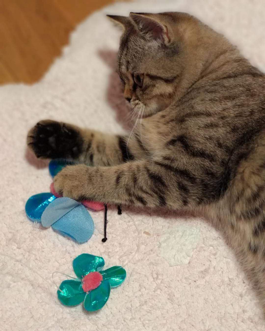 猫怎么运动才能锻炼身体,猫吃完饭可以剧烈运动吗