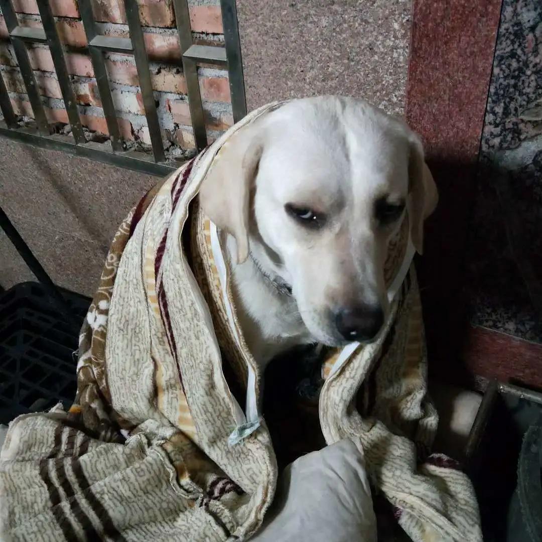 模仿狗狗睡姿,分享下你家狗子的睡姿