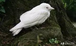 致命的60种动物,这100种动物你都认识吗